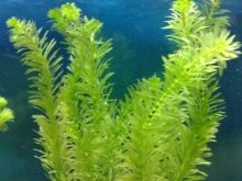 Утримання гуппі (15 фото): догляд за акваріумними рибками в домашніх умовах. Поради для початківців з утримання риб в маленькому акваріумі