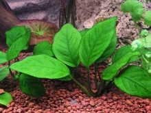 Утримання гуппі (15 фото): догляд за акваріумними рибками в домашніх умовах. Поради для початківців з утримання риб в маленькому акваріумі