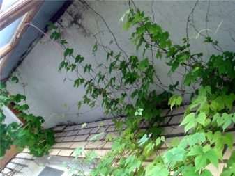 Відкритий балкон (76 фото): варіанти дизайну, поради по обробці, ідеї оформлення балкона з шафою, вибір плитки і меблів