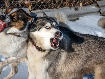 Відмінності маламута і хаскі (49 фото): у чому різниця? Чим відрізняється аляскінський маламут? Кого краще вибрати?