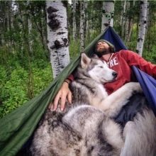 Відмінності маламута і хаскі (49 фото): у чому різниця? Чим відрізняється аляскінський маламут? Кого краще вибрати?