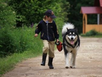 Відмінності маламута і хаскі (49 фото): у чому різниця? Чим відрізняється аляскінський маламут? Кого краще вибрати?