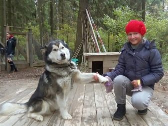 Відмінності маламута і хаскі (49 фото): у чому різниця? Чим відрізняється аляскінський маламут? Кого краще вибрати?