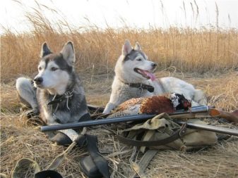 Відмінності маламута і хаскі (49 фото): у чому різниця? Чим відрізняється аляскінський маламут? Кого краще вибрати?