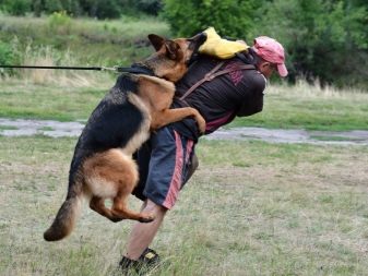 Відмінності німецької вівчарки від східно-європейської (28 фото): чим вони відрізняються за зовнішнім виглядом? Порівняння характеру. Яку породу краще вибрати?
