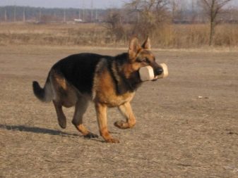 Відмінності німецької вівчарки від східно-європейської (28 фото): чим вони відрізняються за зовнішнім виглядом? Порівняння характеру. Яку породу краще вибрати?