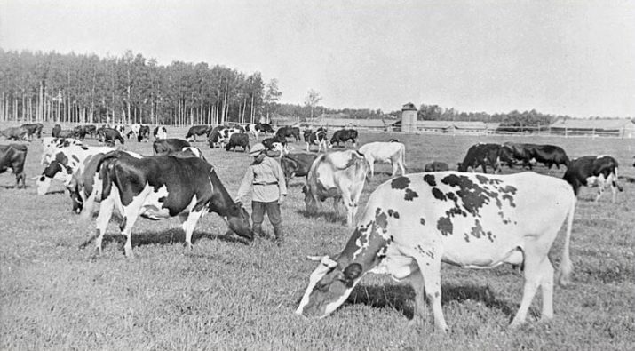 Відмінності німецької вівчарки від східно-європейської (28 фото): чим вони відрізняються за зовнішнім виглядом? Порівняння характеру. Яку породу краще вибрати?