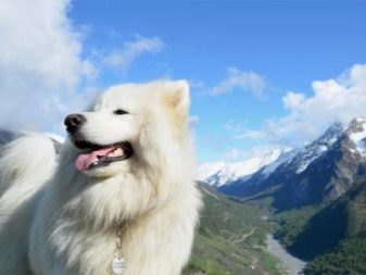 Відпочинок з собаками (30 фото): куди поїхати відпочивати в Криму? Де зупинитися у приватному секторі Анапи? Де можна відпочити на Азовському морі?