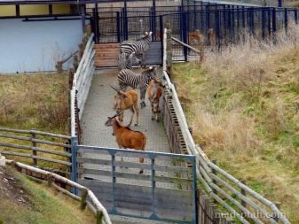 Відпочинок з собаками (30 фото): куди поїхати відпочивати в Криму? Де зупинитися у приватному секторі Анапи? Де можна відпочити на Азовському морі?