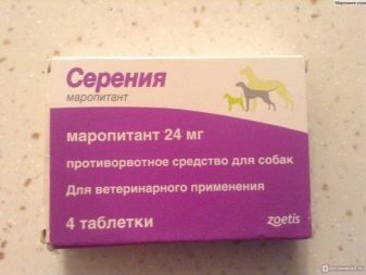 Відпочинок з собаками (30 фото): куди поїхати відпочивати в Криму? Де зупинитися у приватному секторі Анапи? Де можна відпочити на Азовському морі?