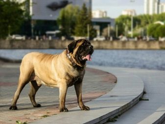 Вік собаки за людськими мірками (13 фото): таблиця співвідношення. Способи визначення віку собаки. Як правильно рахувати?