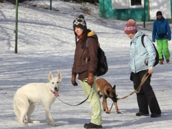 Вік собаки за людськими мірками (13 фото): таблиця співвідношення. Способи визначення віку собаки. Як правильно рахувати?
