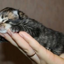 Вага мейн-кунів по місяцях (37 фото): таблиця із середньою вагою кішки по місяцях. Скільки важить кошеня в 3 і 6 тижня? Максимальна вага дорослого кота