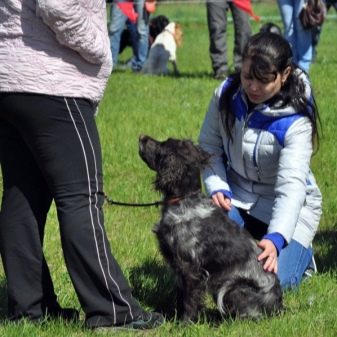 Вахтельхунд (24 фото): опис німецьких спанієлів, утримання цуценят. Плюси і мінуси породи собак