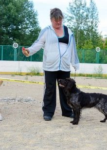 Вахтельхунд (24 фото): опис німецьких спанієлів, утримання цуценят. Плюси і мінуси породи собак