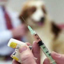 Вахтельхунд (24 фото): опис німецьких спанієлів, утримання цуценят. Плюси і мінуси породи собак