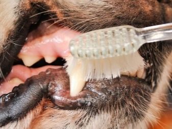 Вельш-спрингер-спанієль (28 фото): опис уельської породи, особливості змісту цуценят і дорослих собак