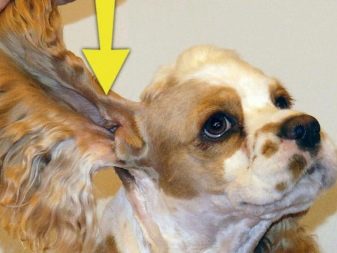 Вельш-спрингер-спанієль (28 фото): опис уельської породи, особливості змісту цуценят і дорослих собак