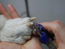 Вельш-спрингер-спанієль (28 фото): опис уельської породи, особливості змісту цуценят і дорослих собак