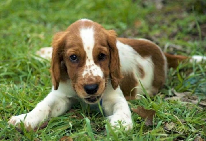 Вельш-спрингер-спанієль (28 фото): опис уельської породи, особливості змісту цуценят і дорослих собак