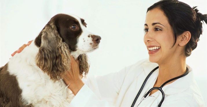 Вельш-спрингер-спанієль (28 фото): опис уельської породи, особливості змісту цуценят і дорослих собак