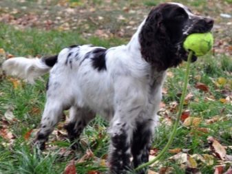 Вельш-спрингер-спанієль (28 фото): опис уельської породи, особливості змісту цуценят і дорослих собак