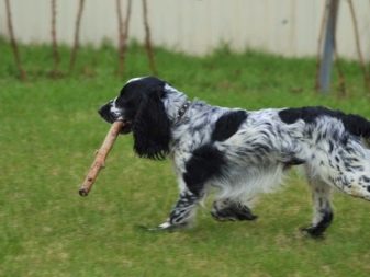 Вельш-спрингер-спанієль (28 фото): опис уельської породи, особливості змісту цуценят і дорослих собак