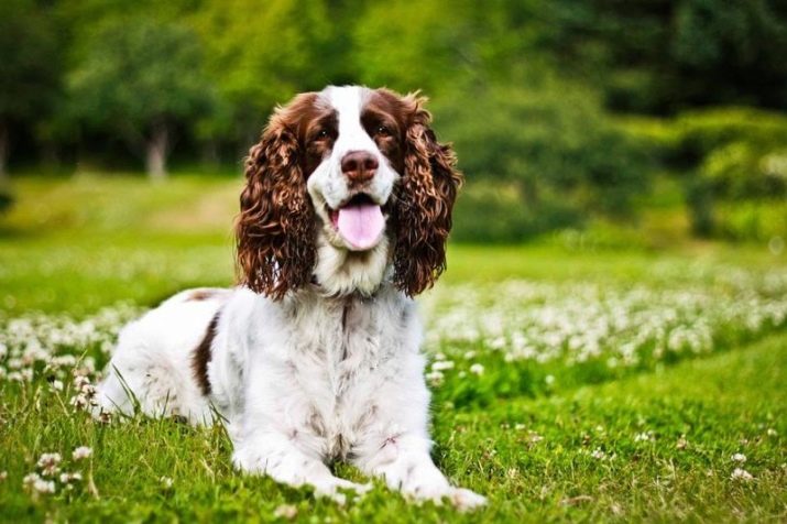 Вельш-спрингер-спанієль (28 фото): опис уельської породи, особливості змісту цуценят і дорослих собак