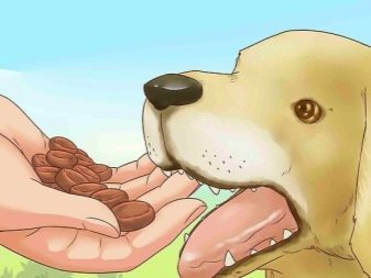 Вельш-спрингер-спанієль (28 фото): опис уельської породи, особливості змісту цуценят і дорослих собак