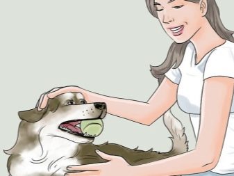 Вельш-спрингер-спанієль (28 фото): опис уельської породи, особливості змісту цуценят і дорослих собак