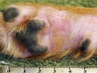 Вельш-спрингер-спанієль (28 фото): опис уельської породи, особливості змісту цуценят і дорослих собак