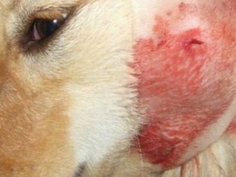 Вельш-спрингер-спанієль (28 фото): опис уельської породи, особливості змісту цуценят і дорослих собак