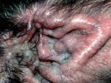 Вельш-спрингер-спанієль (28 фото): опис уельської породи, особливості змісту цуценят і дорослих собак