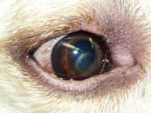 Вельш-спрингер-спанієль (28 фото): опис уельської породи, особливості змісту цуценят і дорослих собак