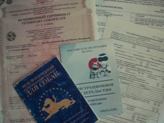 Вельш-спрингер-спанієль (28 фото): опис уельської породи, особливості змісту цуценят і дорослих собак