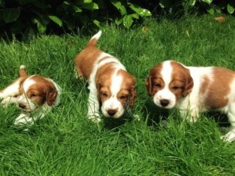 Вельш-спрингер-спанієль (28 фото): опис уельської породи, особливості змісту цуценят і дорослих собак