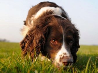 Вельш-спрингер-спанієль (28 фото): опис уельської породи, особливості змісту цуценят і дорослих собак