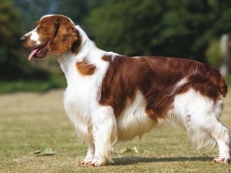 Вельш-спрингер-спанієль (28 фото): опис уельської породи, особливості змісту цуценят і дорослих собак