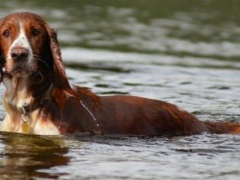 Вельш-спрингер-спанієль (28 фото): опис уельської породи, особливості змісту цуценят і дорослих собак
