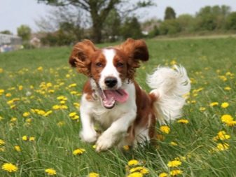 Вельш-спрингер-спанієль (28 фото): опис уельської породи, особливості змісту цуценят і дорослих собак