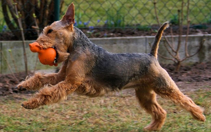 Вельштерьер (28 фото): опис породи, різновиди уельського тер’єра. Як дресирувати собак?