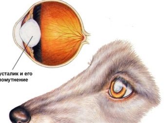 Вельштерьер (28 фото): опис породи, різновиди уельського тер’єра. Як дресирувати собак?