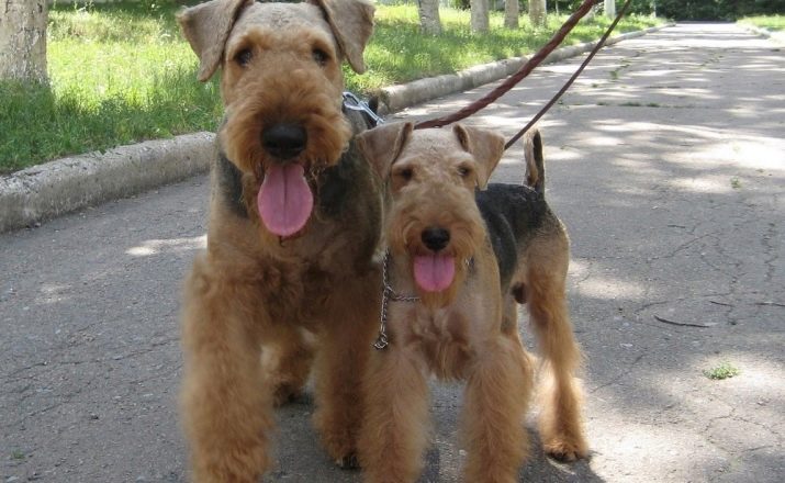 Вельштерьер (28 фото): опис породи, різновиди уельського тер’єра. Як дресирувати собак?