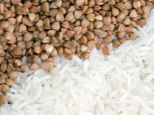 Вельштерьер (28 фото): опис породи, різновиди уельського тер’єра. Як дресирувати собак?