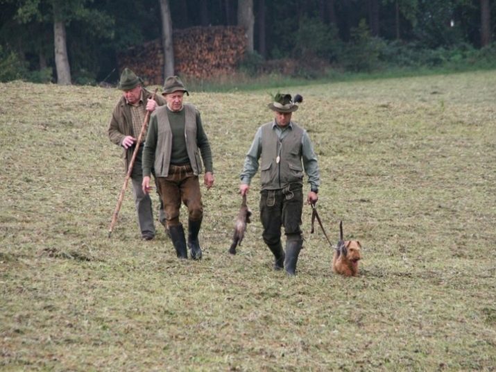 Вельштерьер (28 фото): опис породи, різновиди уельського тер’єра. Як дресирувати собак?