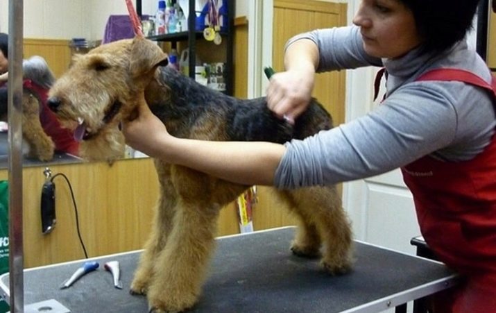 Вельштерьер (28 фото): опис породи, різновиди уельського тер’єра. Як дресирувати собак?