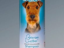 Вельштерьер (28 фото): опис породи, різновиди уельського тер’єра. Як дресирувати собак?