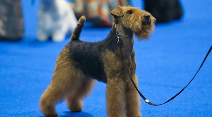 Вельштерьер (28 фото): опис породи, різновиди уельського тер’єра. Як дресирувати собак?