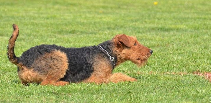 Вельштерьер (28 фото): опис породи, різновиди уельського тер’єра. Як дресирувати собак?