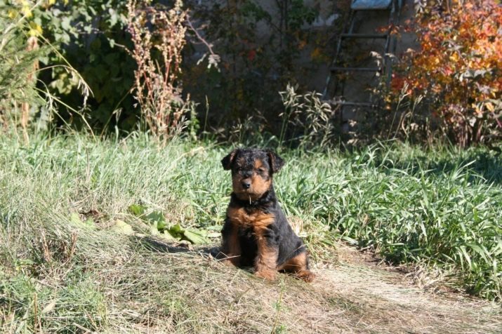 Вельштерьер (28 фото): опис породи, різновиди уельського тер’єра. Як дресирувати собак?